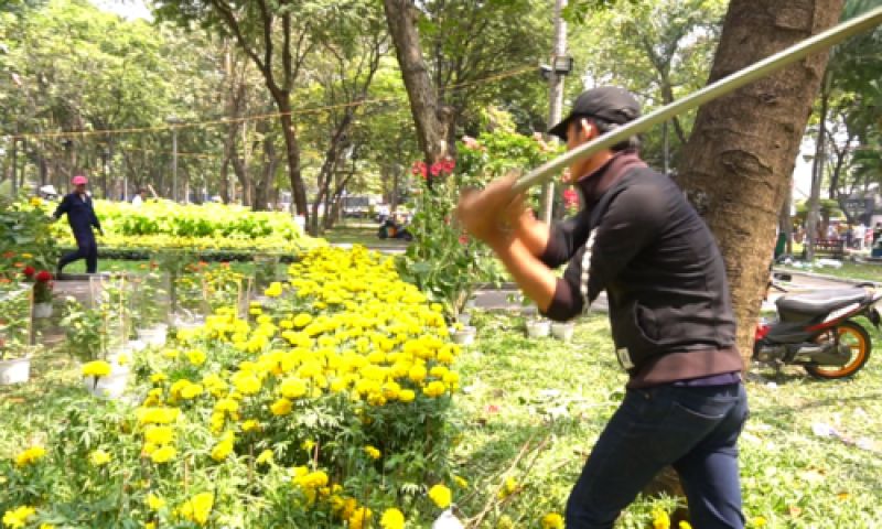 Honor was awarded in 2015 Cotton Vietnam Golden Rice